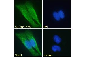 ABIN185104 Immunofluorescence analysis of paraformaldehyde fixed HeLa cells, permeabilized with 0. (FARP1 Antikörper  (N-Term))