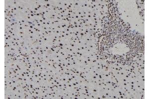 ABIN6278020 at 1/100 staining Mouse liver tissue by IHC-P. (H3F3B Antikörper  (N-Term))