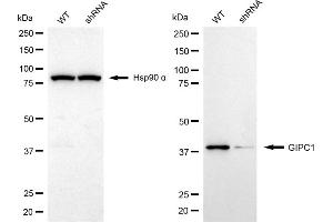 Western blotting analysis using GIPC1 antibody (ABIN7798719). (GIPC1 Antikörper)