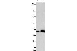 Western Blotting (WB) image for anti-Forkhead Box L2 (FOXL2) antibody (ABIN2431359)