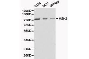 Western Blotting (WB) image for anti-Mismatch Repair Protein 2 (MSH2) antibody (ABIN1873751) (MSH2 Antikörper)