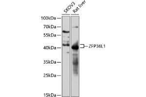 Western blot analysis of extracts of various cell lines, using ZFP36L1 antibody (ABIN7271431) at 1:3000 dilution. (ZFP36L1 Antikörper  (AA 1-338))