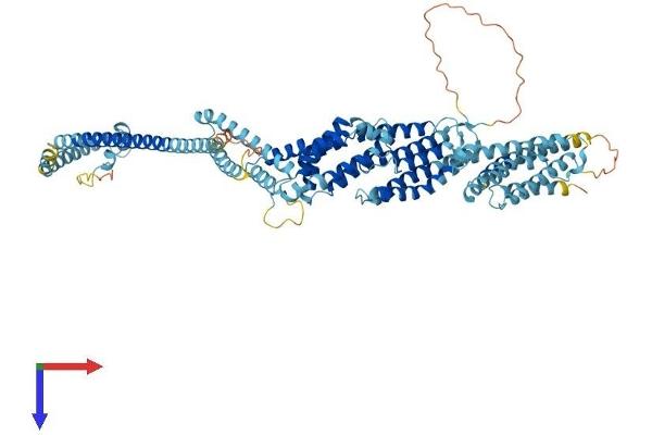 COG2 Protein (AA 1-738) (His tag)