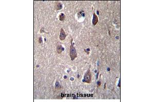 PCDHB12 Antibdy (C-term) (ABIN656265 and ABIN2845578) immunohistochemistry analysis in formalin fixed and paraffin embedded human brain tissue followed by peroxidase conjugation of the secondary antibody and DAB staining.