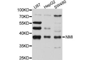 Western blot analysis of extract of various cells, using NMI antibody. (NMI Antikörper)