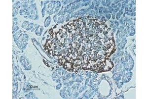 Expression of Glucagon-like peptide 1 receptor in rat pancreas - Immunohistochemical staining of rat pancreas paraffin embedded sections using Anti-GLP1R (extracellular) Antibody (ABIN7043219, ABIN7044406 and ABIN7044407), (1:100). (GLP1R Antikörper  (Extracellular))