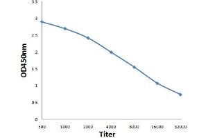 Antigen: 0. (XXYLT1 Antikörper  (AA 120-165))