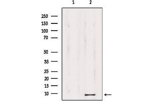 Western blot analysis of extracts from 293, using TMSB4X Antibody.