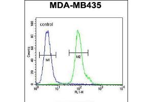Flow cytometric analysis of MDA-MB435 cells (right histogram) compared to a negative control cell (left histogram). (NPM3 Antikörper  (N-Term))