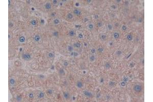 DAB staining on IHC-P; Samples: Human Liver Tissue (NPS Antikörper  (AA 29-88))