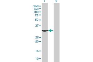 Western Blotting (WB) image for anti-Annexin A5 (ANXA5) (AA 1-320) antibody (ABIN513364)