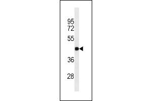 GJC2 Antibody (N-term) ABIN1538736 western blot analysis in A549 cell line lysates (35 μg/lane). (GJC2 Antikörper  (N-Term))