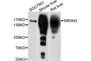Western blot analysis of extracts of various cell lines, using NRXN3 antibody. (Neurexin 3 Antikörper)