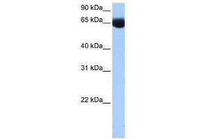 NSUN6 antibody used at 0. (NSUN6 Antikörper  (N-Term))
