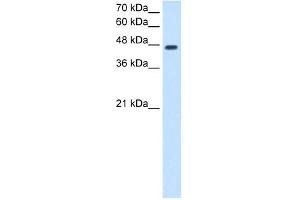 NDRG1 antibody used at 2. (NDRG1 Antikörper  (N-Term))