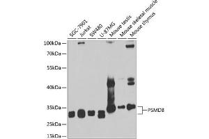 Western blot analysis of extracts of various cell lines, using PSMD8 antibody (ABIN6129443, ABIN6146347, ABIN6146348 and ABIN6222706) at 1:1000 dilution. (PSMD8 Antikörper  (AA 101-350))