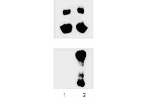 Western blot analysis for JNK/SAPK (pT183/pY185). (JNK Antikörper  (pThr183))
