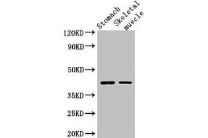 Western Blot Positive WB detected in: Mouse stomach tissue, Mouse skeletal muscle tissue All lanes: AGTR1 antibody at 3 μg/mL Secondary Goat polyclonal to rabbit IgG at 1/50000 dilution Predicted band size: 42 kDa Observed band size: 42 kDa (Angiotensin II Type-1 Receptor Antikörper  (AA 306-356))