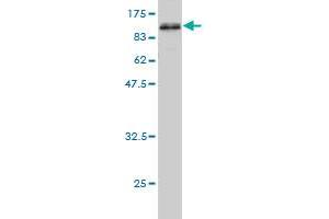 Western Blotting (WB) image for anti-CDKN2A Interacting Protein (CDKN2AIP) (AA 1-579) antibody (ABIN565885)