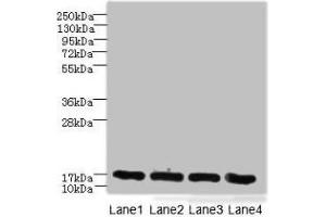 Western blot All lanes: PLGRKT antibody at 6 μg/mL Lane 1: A431 whole cell lysate Lane 2: Mouse lung tissue Lane 3: NIH/3T3 whole cell lysate Lane 4: U251 whole cell lysate Secondary Goat polyclonal to rabbit IgG at 1/10000 dilution Predicted band size: 18 kDa Observed band size: 18 kDa (PLGRKT Antikörper  (AA 1-147))