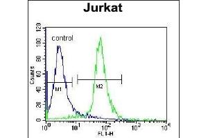 RBM14 Antibody (C-term) (ABIN655499 and ABIN2845015) flow cytometric analysis of Jurkat cells (right histogram) compared to a negative control cell (left histogram). (RBM14 Antikörper  (C-Term))
