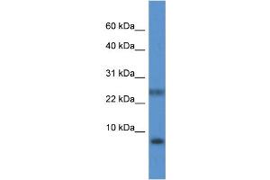 WB Suggested Anti-PRAC Antibody Titration: 1. (PRAC Antikörper  (N-Term))