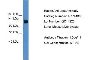 WB Suggested Anti-Lrp8 Antibody Titration: 0. (LRP8 Antikörper  (Middle Region))