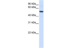 ENTPD8 antibody used at 1 ug/ml to detect target protein. (ENTPD8 Antikörper  (N-Term))