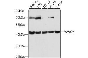 Western blot analysis of extracts of various cell lines, using WWOX antibody (ABIN6293666) at 1:3000 dilution. (WWOX Antikörper)