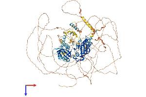 PER1 Protein (AA 1-1291) (His tag)