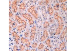 IHC-P analysis of kidney tissue, with DAB staining. (CUBN Antikörper  (AA 98-207))
