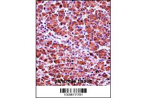 CELA3B Antibody immunohistochemistry analysis in formalin fixed and paraffin embedded human pancreas tissue followed by peroxidase conjugation of the secondary antibody and DAB staining. (Elastase 3B Antikörper  (N-Term))