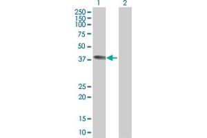 Western Blot analysis of MLST8 expression in transfected 293T cell line by MLST8 MaxPab polyclonal antibody. (GBL Antikörper  (AA 1-326))
