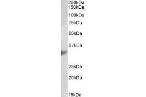 ABIN1781987 (2µg/ml) staining of U937 lysate (35µg protein in RIPA buffer). (CLIC1 Antikörper  (AA 45-57))