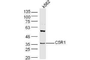 Human K562 cell lysates probed with Rabbit Anti-C5R1 Polyclonal Antibody, Unconjugated  at 1:500 for 90 min at 37˚C. (C5AR1 Antikörper  (AA 51-150))