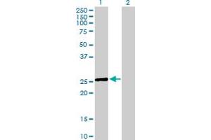 EGLN3 Antikörper  (AA 1-239)