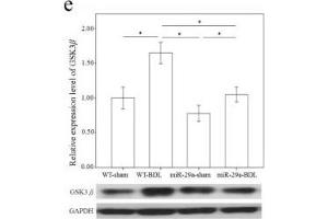 Western Blotting (WB) image for anti-Glyceraldehyde-3-Phosphate Dehydrogenase (GAPDH) antibody (ABIN2857072)