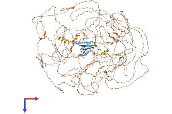 Periaxin Protein (PRX) (AA 1-1391) (His tag)