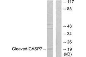 Western blot analysis of extracts from 293 cells, treated with Etoposide 25uM 60', using Caspase 7 (Cleaved-Asp198) Antibody. (Caspase 7 Antikörper  (Cleaved-Asp198))