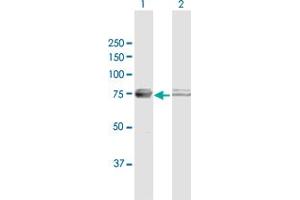 Western Blot analysis of ATAD3A expression in transfected 293T cell line by ATAD3A MaxPab polyclonal antibody. (ATAD3A Antikörper  (AA 1-586))