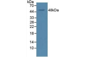 Western blot analysis of Rat Serum. (VEGFA Antikörper  (AA 28-191))