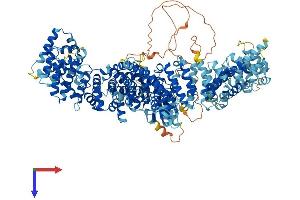 ULK4 Protein (AA 1-1275) (His tag)
