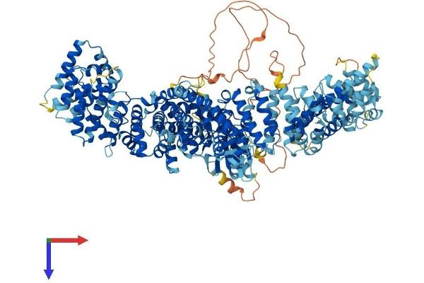 ULK4 Protein (AA 1-1275) (His tag)