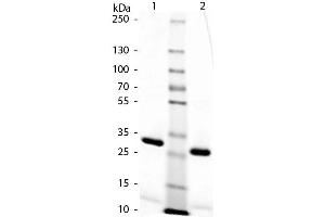 SDS-Page of Rat IgG F(c). (Ratte IgG Isotyp-Kontrolle)