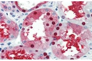 Immunohistochemistry with Human kidney lysate tissue at an antibody concentration of 5. (GATA3 Antikörper  (N-Term))