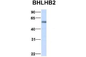 Host:  Rabbit  Target Name:  BHLHB2  Sample Type:  Human Adult Placenta  Antibody Dilution:  1. (BHLHE40 Antikörper  (Middle Region))