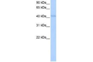 KLHDC5 antibody used at 0. (KLHDC5 Antikörper  (N-Term))