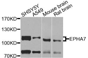 Western blot analysis of extracts of various cells, using EPHA7 antibody. (EPH Receptor A7 Antikörper)