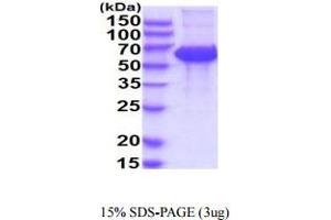 SDS-PAGE (SDS) image for Killer Cell Immunoglobulin-Like Receptor, Two Domains, Long Cytoplasmic Tail, 5A (KIR2DL5A) (AA 22-238) protein (hIgG-His-tag) (ABIN5854937) (KIR2DL5A Protein (AA 22-238) (hIgG-His-tag))