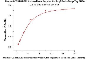 ELISA image for neonatal Fc Receptor (FcRn) (AA 22-297) protein (His tag,Strep Tag) (ABIN2870741)